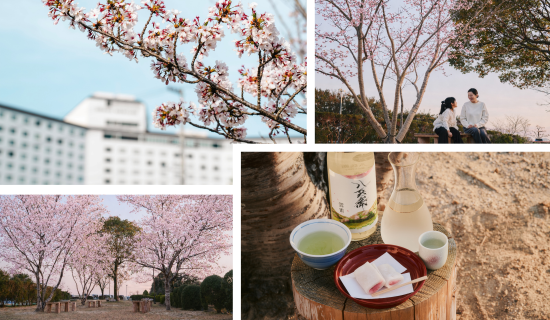 【The Matoya Village - 2026 Spring】 Enjoy the spring of Ise-Shima with cherry blossoms