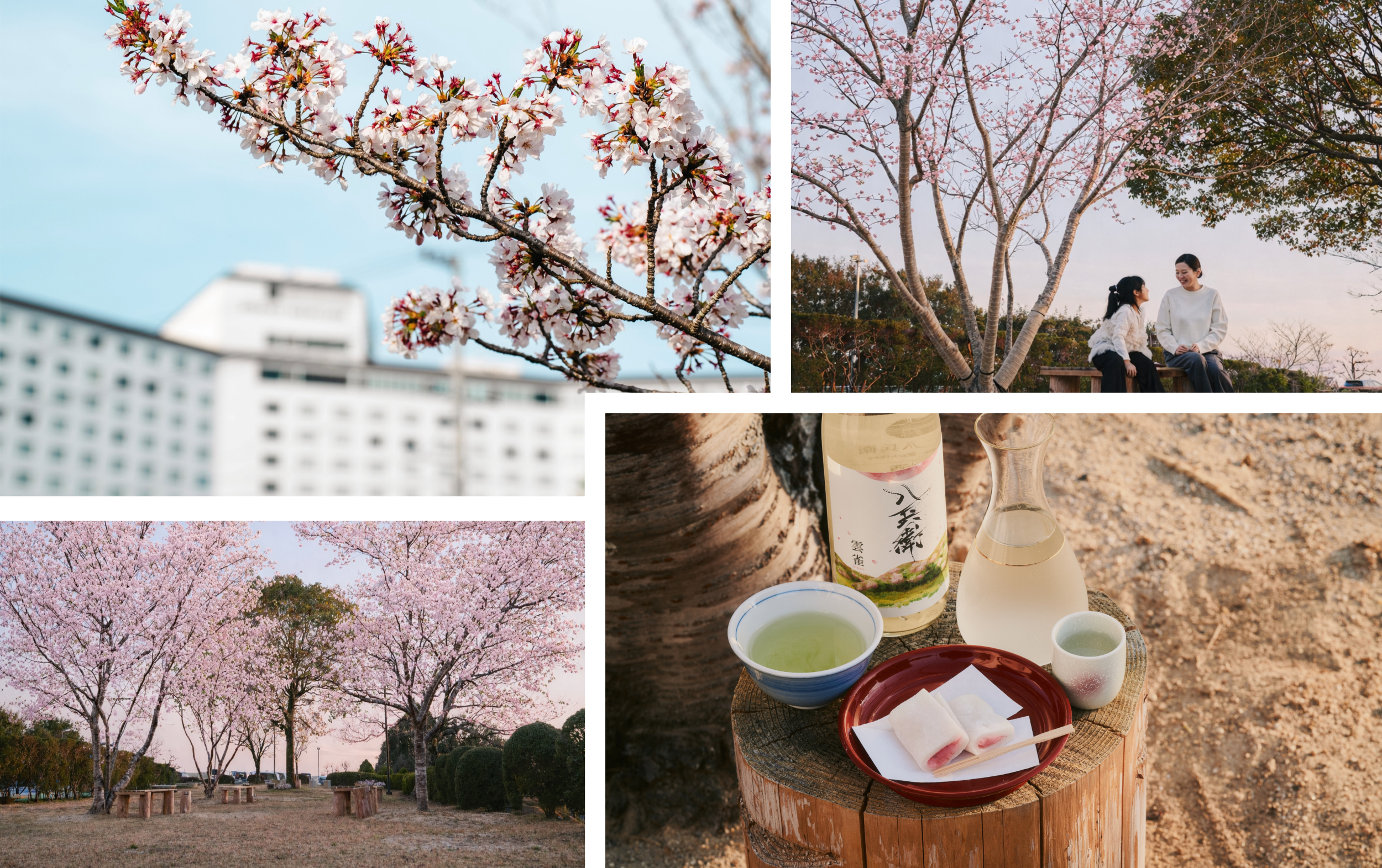 【The Matoya Village - 2026 Spring】與櫻花一起享受伊勢志摩的春天